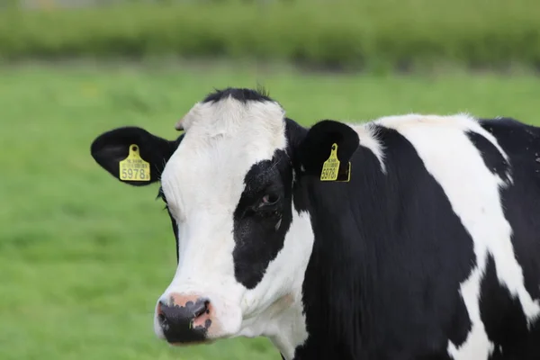 Vaches Rouges Blanches Noires Frysian Holstein Clôture Sur Une Prairie — Photo