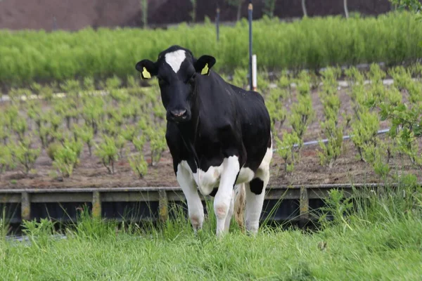 Vacas Blancas Rojas Negras Frysian Holstein Una Cerca Prado Moordrecht —  Fotos de Stock