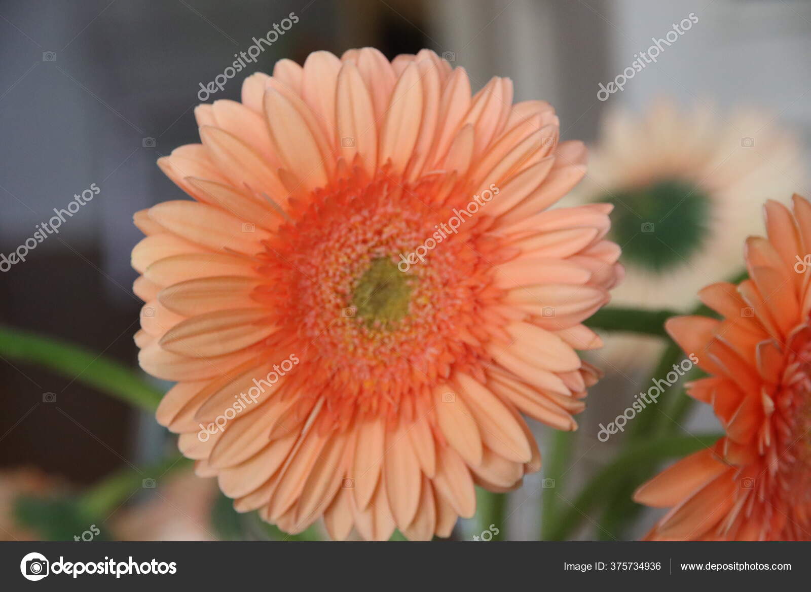 タイプの花束の花瓶に緑の心を持つオレンジのガーベラ Max ストック写真 C Cakifoto