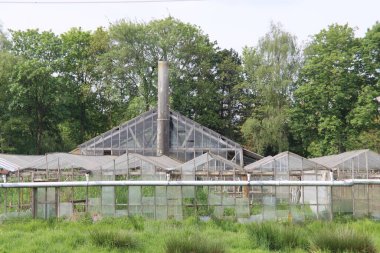 Nieuwerkerk aan den IJssel 'deki bir çayırda kırık camları ve paslı kirişleri olan terk edilmiş ve harap bir sera.