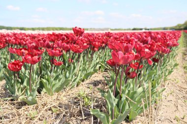 Hollanda Ampul Bölgesi 'nde Noordwijkerhout' taki bir çiçek tarlasında güneş tarafından aydınlatılmış kırmızı laleler.