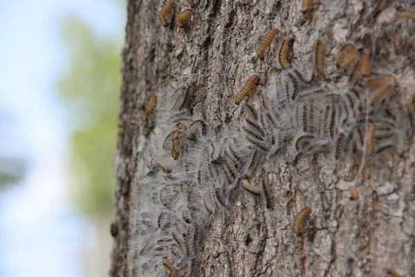 Oak processionary caterpillars in a tree where they form a nest in Nieuwerkerk aan den IJssel