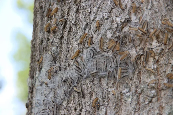 Oak processionary caterpillars in a tree where they form a nest in Nieuwerkerk aan den IJssel