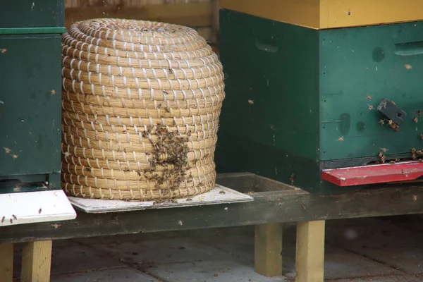 Wildbienen Schwärmen Einen Reetgedeckten Bienenstock Auf Einem Imkerarbeitsplatz Nieuwerkerk Aan — Stockfoto
