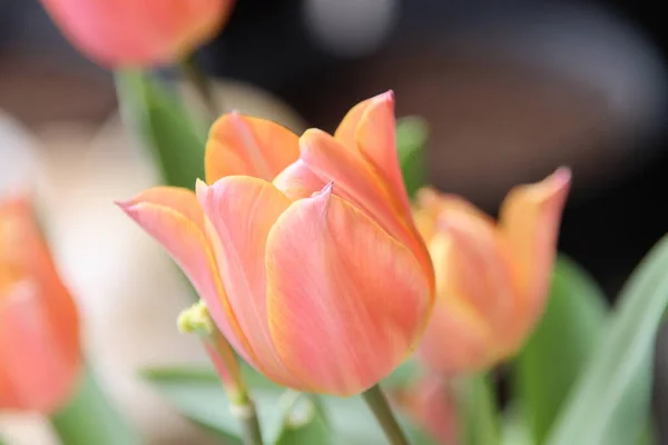 Orange Avec Tulipe Jaune Dans Vase Bouquet Printemps Aux Pays — Photo