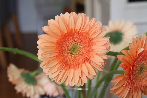 Gerbera Laranja Com Coração Verde Vaso Buquê Tipo Max — Fotografia de Stock