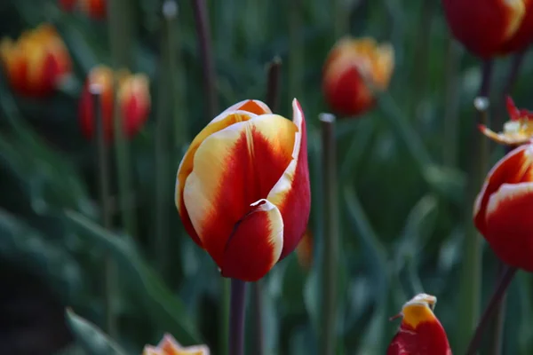 Jaune Avec Des Tulipes Rouges Éclairées Par Soleil Dans Champ — Photo