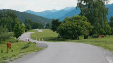 İnekler yolda otlar.