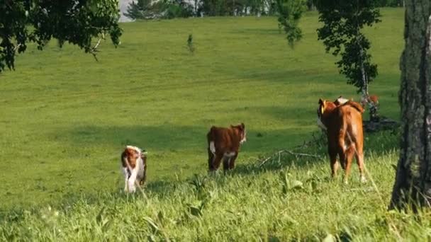 belles vaches dans le pâturage 