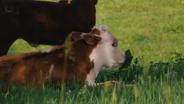 les vaches se reposent dans la prairie 