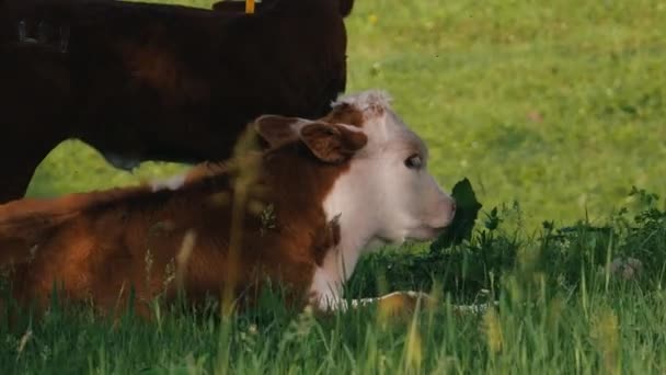 Vacas Descansan Prado — Vídeo de stock