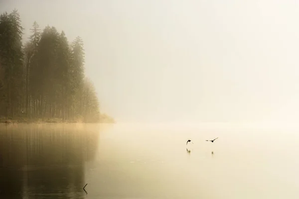 Canards survolant le lac brumeux — Photo