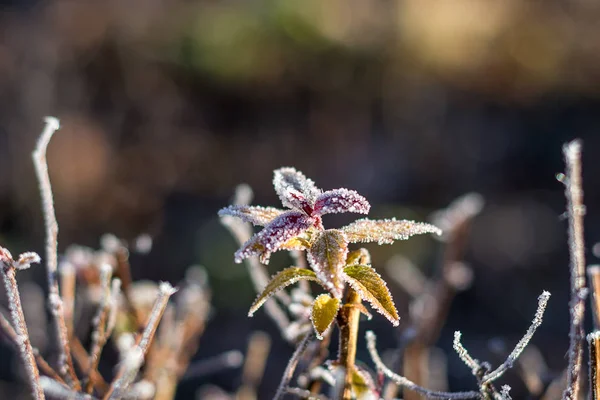 Petite fleur gelée en hiver — Photo