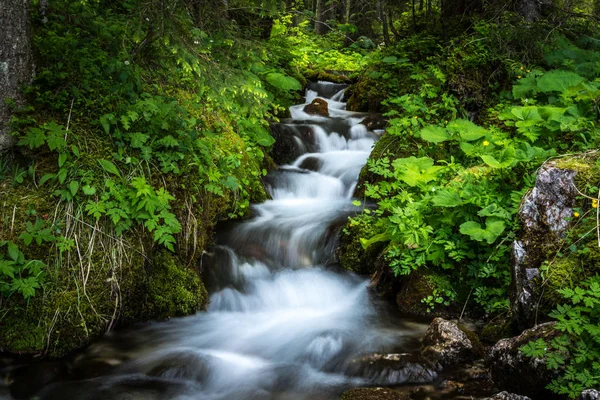 Bir orman Cascade'lerde
