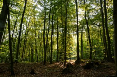 Ağaçların arasından parlayan güneş ışınları