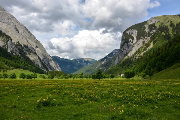 The "Grosser Ahornboden" valley with maple trees and yellow flow — Stock Photo, Image