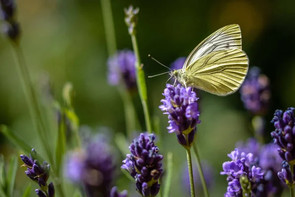 Butterfly on lavender close-up