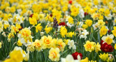 Bir alanı farklı güzel bahar çiçek 