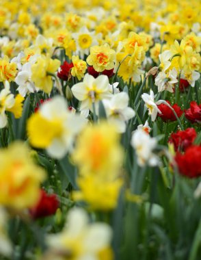 Bir alanı farklı güzel bahar çiçek 