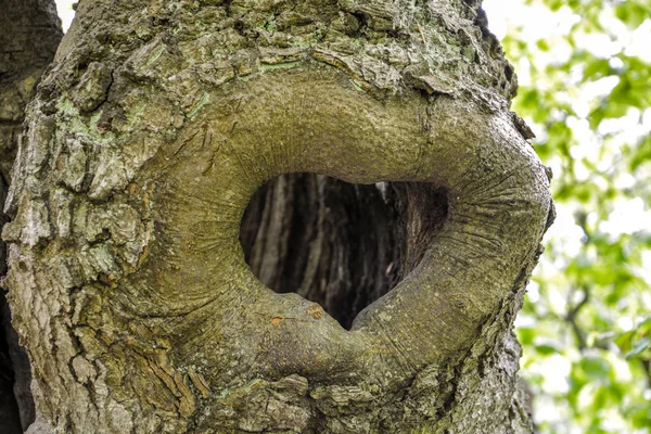 Forma do coração em uma árvore — Fotografia de Stock