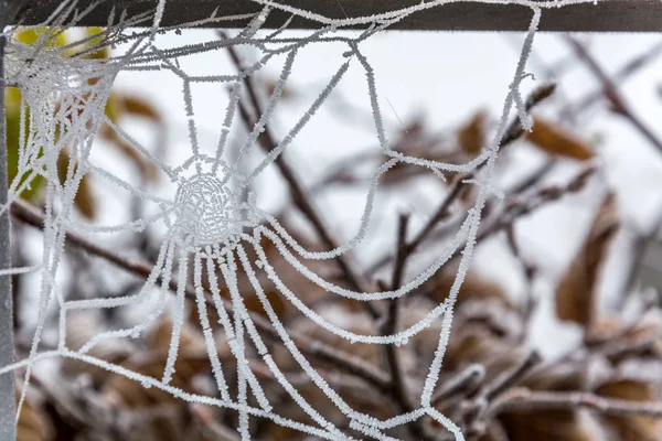 Toile d'araignée congelée par un matin froid — Photo