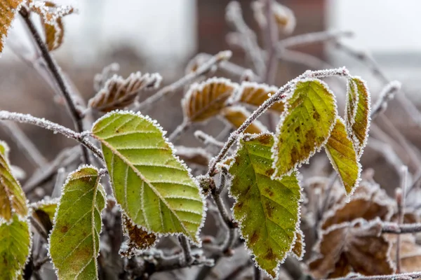 Feuilles congelées par un matin froid et brumeux — Photo