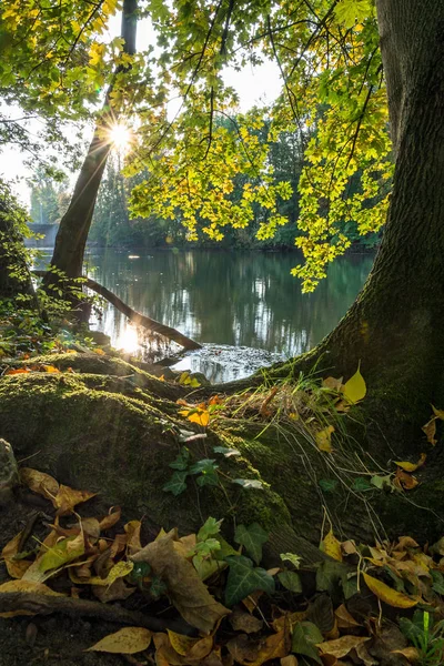 葉の紅葉と川の日の出 — ストック写真