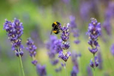 Yaz aylarında Lila çiçek üzerinde tek bumble bee