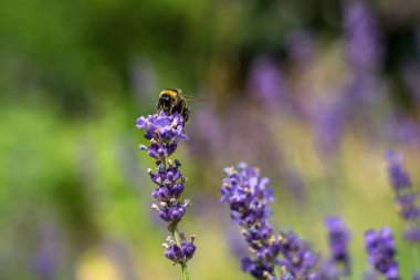 Yaz aylarında Lila çiçek üzerinde tek bumble bee
