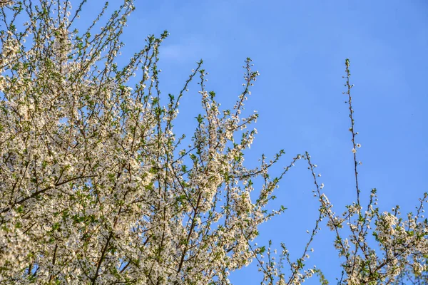 Jabloně na jaře kvetou ve stromu — Stock fotografie