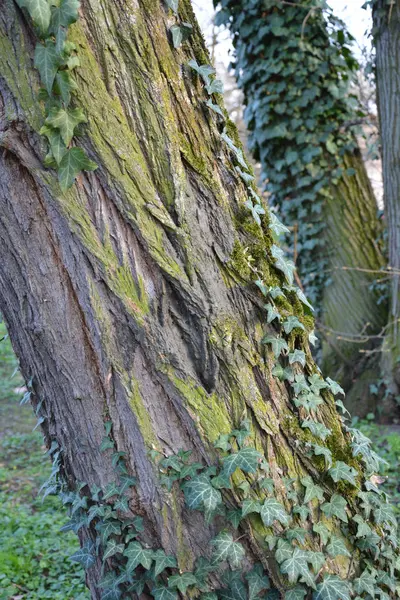 Vecchio albero ricoperto di foglie da vicino — Foto Stock