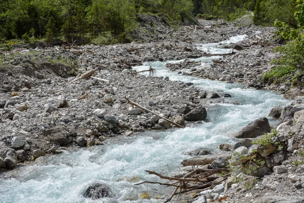 stock image A rapid stream coming through a rocky riverbed near the mountain