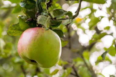 Ağaçta asılı bir tek elma