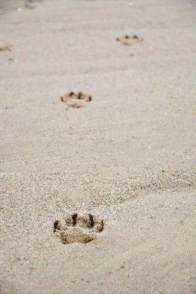 Fußabdrücke der Pfote eines Hundes im Sand — Stockfoto