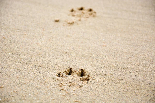Fußabdrücke der Pfote eines Hundes im Sand — Stockfoto