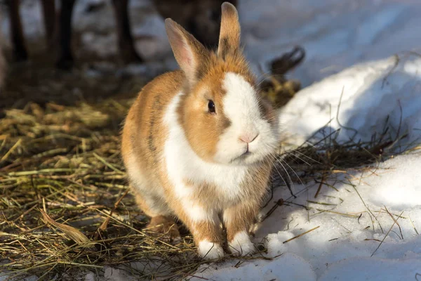 Cute little rabbit on straw in the snow — Stock Photo, Image