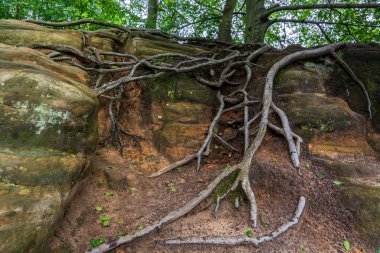 Bulutlu bir günde Sakson İsviçre 'de yosun ve kökle kaplanmış bir ağaç.