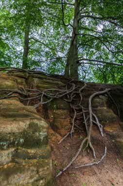 Bulutlu bir günde Sakson İsviçre 'de yosun ve kökle kaplanmış bir ağaç.