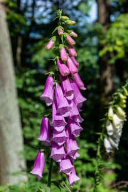 Çiçek yüksükotu güneşte kapanıyor