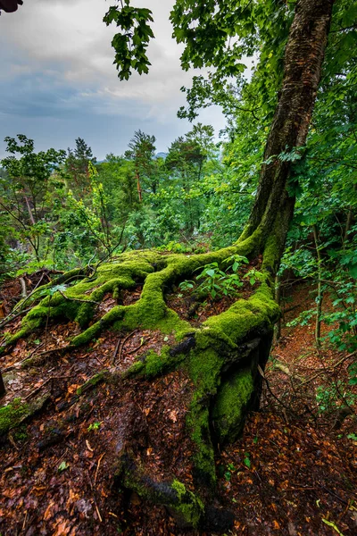 Bulutlu bir günde Sakson İsviçre 'de yosunla kaplanmış bir ağaç.