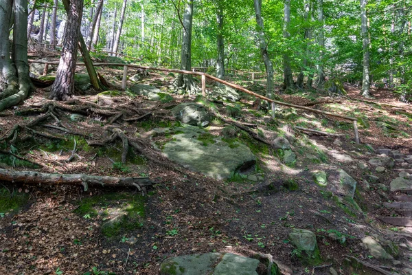 森の中の石段で 木製の手すりを持っています — ストック写真