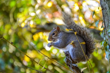 Sonbaharda ağaçtaki meraklı bir sincap