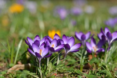 Güneşli bir günde çimlerde Violet Crocus kapanış yapıyor.