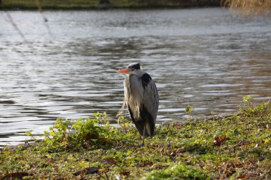 Güneşli bir günde nehir kenarında duran balıkçıl.