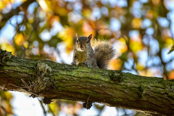 Uno Scoiattolo Curioso Albero Autunno — Foto Stock