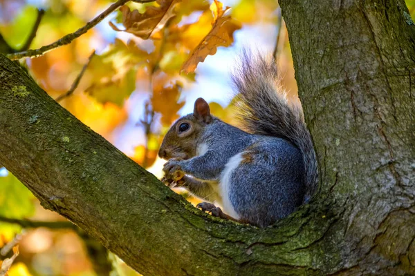 Ciekawa Wiewiórka Jedząca Orzechy Drzewie Jesienią — Zdjęcie stockowe