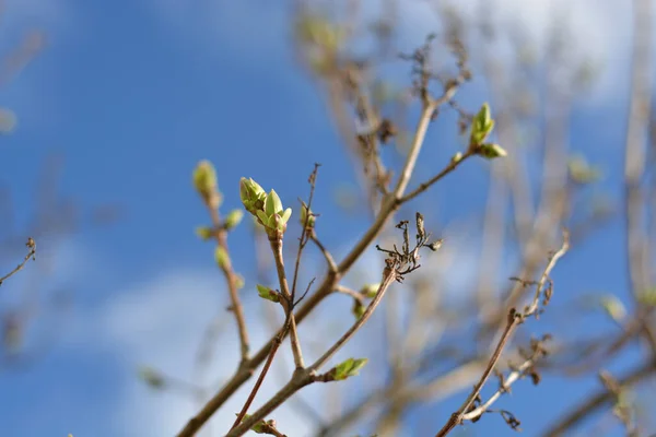 Varios Brotes Árbol Primavera Día Soleado — Foto de Stock