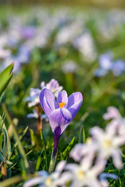Güneşli Bir Günde Çimlerde Violet Crocus Kapanış Yapıyor — Stok fotoğraf