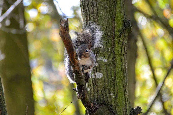 Una Ardilla Curiosa Árbol Otoño Imagen de stock