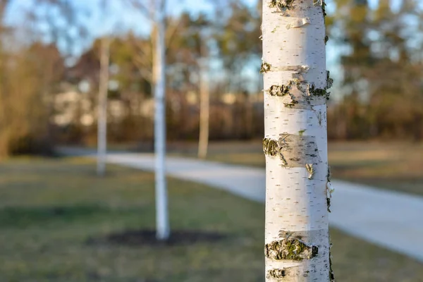 Sentiero Parco Con Betulle Durante Tramonto — Foto Stock